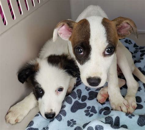 Individuals & rescue groups can post animals free. . Free puppies in ct